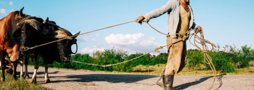 Чоловік тягне волів
