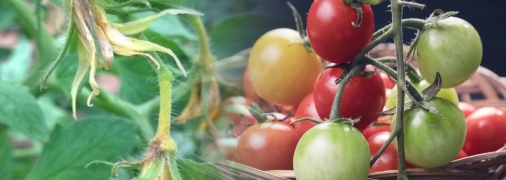 Скорее всего вы допустили несколько ошибок, ухаживая за помидорами