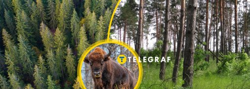 Для зубрів у "Заліссі" гарні природні умови - густий ліс та багато трави