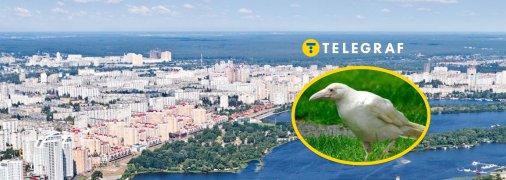 Белая ворона в Киеве