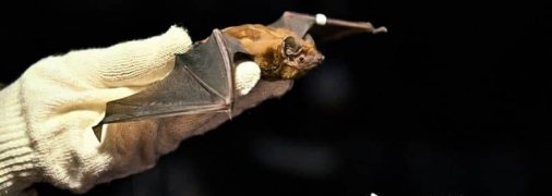 Встречайте рукокрылых: в Харькове, Днепре и Запорожье проходят "выпускные вечера" летучих мышей (фото)