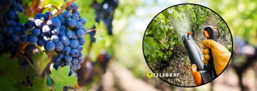Як часто обробляють виноградники пестицидами у різних країнах