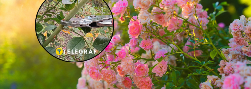 Розы будут радовать пышным цветением, если правильно подготовить их осенью