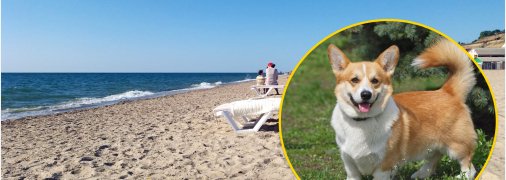 Коргі в Одесі