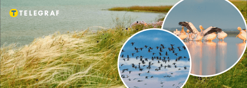 Птахи в Україні