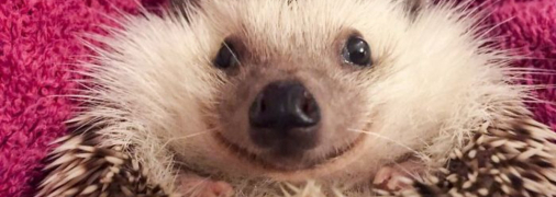 Їжак може виглядати миролюбно, але він хижак