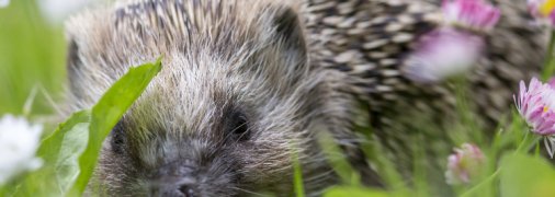 Їжак європейський