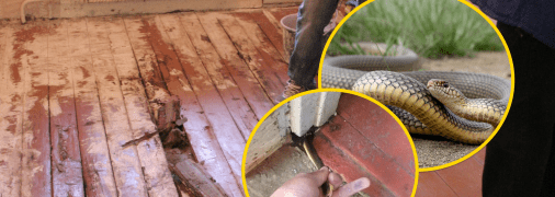 Украинцы обнаружили змею под полом