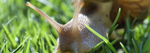 Улитки больше не будут портить ваш урожай