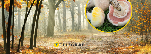 Шампиньон желтокожий