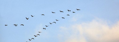 Ми розробили біозброю, Бойову Пташину Вошу, тренувалися на пінгвінах