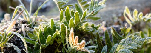 Как защитить растения во время заморозков