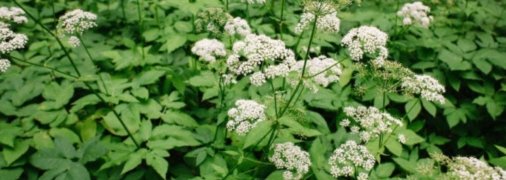 Яглиця має і корисні, і погані властивості