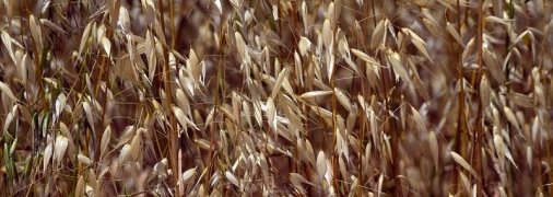 Как правильно заваривать овес для очищения печени