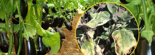 Желтеют листья на баклажанах