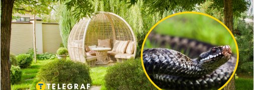 Захаращений двір частіше приваблює змій та шкідників