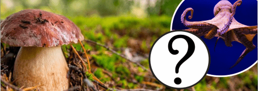 На Франківщині побачили "диявольський гриб"