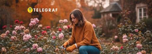 Якщо зараз подбаєте про троянди, вони віддячать цвітінням навесні