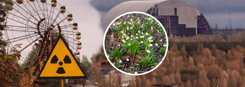 У Чорнобилі таке рідко зустрічається