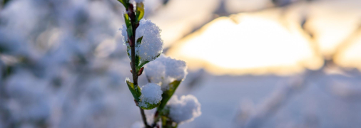 Як врятувати дерева після заморозків