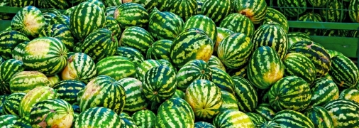 Херсонские арбузы