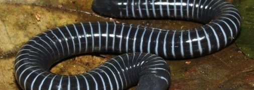 Ученые обнаружили первое земноводное с ядовитым укусом