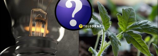 Розсада загине у лютому без спеціального освітлення та тепла