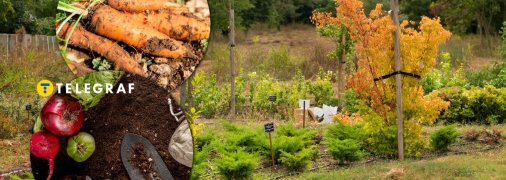 Овочі та зелень, які ідеально підходять для посадки у жовтні