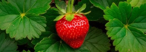 Правильный уход – залог большого урожая клубники (изображение создано с помощью ИИ)