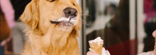 Если съесть 5 кг мороженого, то не только слипнется, но и смерзнется: веселые шутки в День шоколадного мороженого