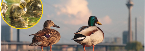 Качки не бояться людей