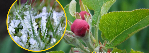 Заморозки в Украине