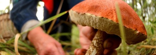 Сезон "полювання за грибами" відкрито