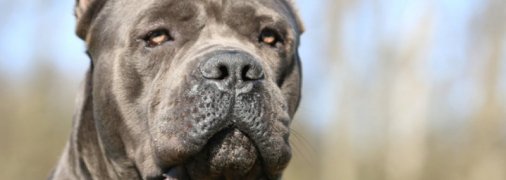 Породисті собаки загризли перехожого на Донбасі: як це сталося