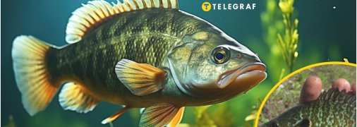 В Україні зловили небезпечну рибу