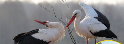 До зіркового гнізда прикута увага любителів птахів