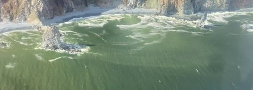 В Арктиці знайшли водорості, з яких можна робити бензин