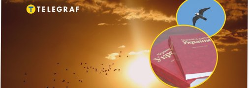 В Україні зникає рідкісний сапсан