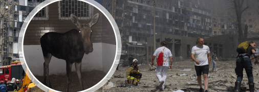 "России все равно, что и кого уничтожать": из-за российских обстрелов в Киеве погиб "пациент" Центра спасения диких животных