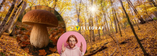 Білий гриб росте в українських лісах