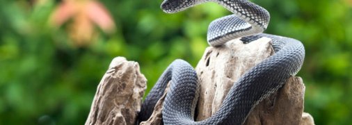 Маленькой девочке пересадили кожу с бедра, чтобы закрыть рану от укуса гадюки (фото)