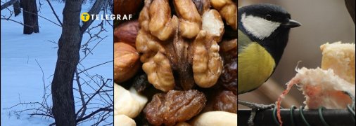 Чим потрібно і заборонено годувати птахів узимку