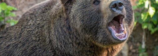 Бурый медведь