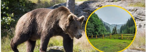 Реабілітаційний центр бурого ведмедя