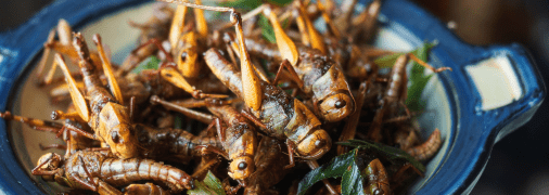 Крила та ніжки - більш жорстка частина сарани