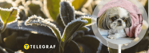 Заморозки на початку травня не є рідкістю