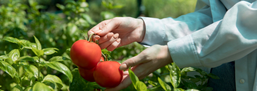 При дозріванні помідорів вони можуть піддаватися вершинній гнилі