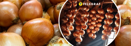 У серпні саме час починати збирати врожай цибулі