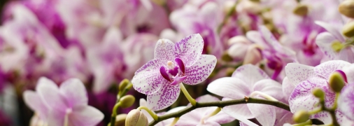 Для удобрения молодых орхидей кофейную гущу лучше не использовать