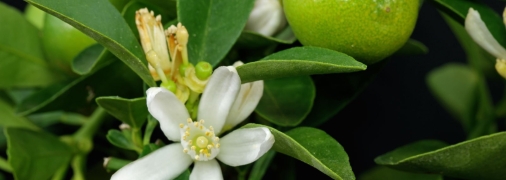 Каламондин або ж цитрофортунелла